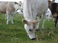 Cooperativa Allevatori Bestiame Testa Di Lepre