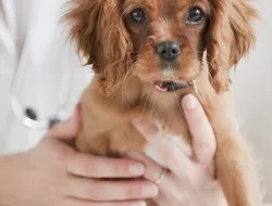 Veterinario menconi roberto - Montepulciano Veterinario menconi roberto - Veterinaria - ambulatori e laboratori - Montepulciano (Siena)