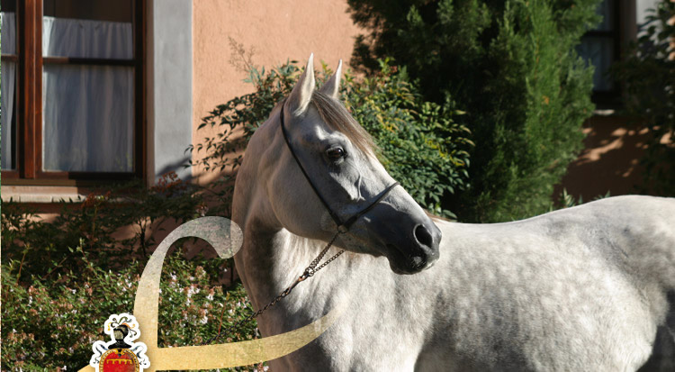 agriturismo e ristorante il poggio agriturismo e ristorante il poggio a san casciano dei bagni