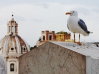 ASSOCIAZIONE CULTURALE D COMMUNICATION