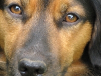 AMBULATORIO VETERINARIO TIRRENO DOTT. TIMIDEI GIAN MARCO