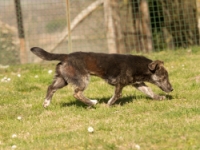 Petness SAS di Circuri Gianfranco