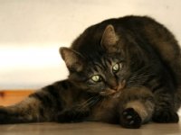 A.S.T.A. ASSOCIAZIONE PER LA SALUTE E TUTELA DEGLI ANIMALI