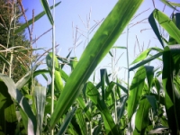 AZIENDA AGRICOLA SORELLE FIORENTINI SOCIETA' SEMPLICE AGRICOLA