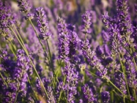 ERBORISTERIA IL BENESSERE