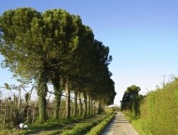 F.lli bandini - agricoltura biologica - Agricoltura - attrezzi, prodotti e forniture - Faenza (Ravenna)