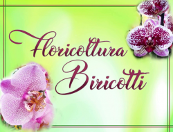 Floricoltura biricotti - Fiorai - Livorno (Livorno)