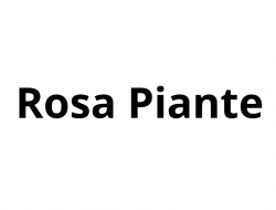 Rosa piante - Vivai piante e fiori - L'Aquila (L'Aquila)
