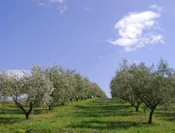 Oleificio baffoni - Oli alimentari e frantoi oleari,Oleifici - Misano Adriatico (Rimini)