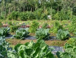 Cassinetta società semplice familiare - Alimenti di produzione biologica - Gudo Visconti (Milano)