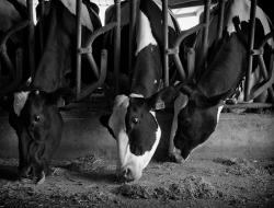 Agri 95 snc di giammarino tullio - Alimenti per animali domestici produzione e ingrosso - Penne (Pescara)