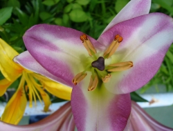 Pisoni valentina - Vivai piante e fiori - Brembate (Bergamo)