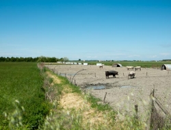 Il porco del parco del delta del po - Alimentari - prodotti e specialità,Alimentari - produzione e ingrosso,Azienda agricola,Salumi e prosciutti lavorazione - Ariano nel Polesine (Rovigo)