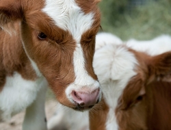 Europa mangimi - Mangimi, foraggi ed integratori zootecnici - Montorio al Vomano (Teramo)