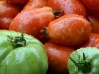 Rosetti s.r.l. frutta e verdura ingrosso