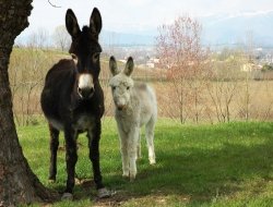 Mondo agricoltura di giuliani rita - Cereali e granaglie,Concimi e fertilizzanti,Macchine agricole - riparazione e vendita - Vicovaro (Roma)