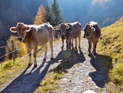 Catalani giovanni e antonio - Aziende agricole e zootecniche - Soriano nel Cimino (Viterbo)