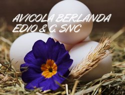 S. p. avicola - Pollame, conigli e selvaggina - ingrosso - Fossacesia (Chieti)