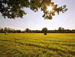 Agriturismo la forestina - Agriturismo - Cisliano (Milano)