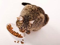 Civaie sementi mangimi piante - Animali domestici - alimenti ed articoli,Sementi e bulbi - Vicchio (Firenze)