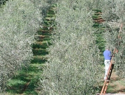 Azienda agrituristica costa etrusca - Agriturismo,Residences ed appartamenti ammobiliati,Ristoranti,Ristoranti - trattorie ed osterie - San Vincenzo (Livorno)