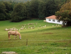 Poggio amerino agriturismo maneggio - Agriturismo - Amelia (Terni)