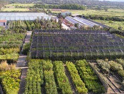 Vivai piante prato verde - Vivai piante e fiori,Giardinaggio e agricoltura - macchine, attrezzi e prodotti ,Irrigazione - impianti per giardini e terrazzi,Giardini - progettazione - Arzachena (Sassari)