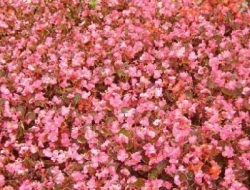 Vivaio somigli - Ortofrutticoltura,Vivai piante e fiori - Bagno a Ripoli (Firenze)