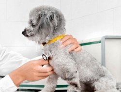 Ambulatorio veterinario dottor sandro bianchini - Veterinaria - ambulatori e laboratori - Gualdo Tadino (Perugia)