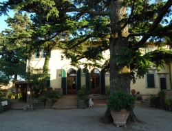 Albergo ristorante il palchetto - Alberghi,Ristoranti - Certaldo (Firenze)