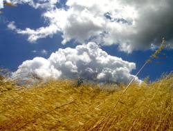 Agripiù snc - Cereali e granaglie,Azienda agricola - Bari Sardo (Ogliastra)