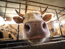 Fattoria s.anna società cooperativa a responsabilità limitata - Animali domestici - allevamento ed addestramento - Frosolone (Isernia)