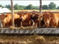 Associazione regionale allevatori della calabria bestiame allevamento e commercio