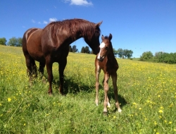 Alba quarter horse - Animali domestici - allevamento ed addestramento - Monteroni d'Arbia (Siena)