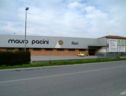 Pacini trade s.r.l. - Fiorai e piante - ingrosso - Capannori (Lucca)