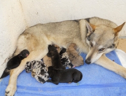 Ambulatorio veterinario dott.ssa franzoni erica - Veterinaria - ambulatori e laboratori - Prevalle (Brescia)