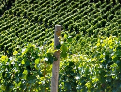 Barabino andrea - Vini e spumanti - produzione e ingrosso - Volpeglino (Alessandria)