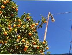 Azienda agricola - Azienda agricola - Pantelleria (Trapani)