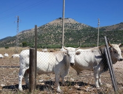 Capitanata latte srl - Caseifici,Latte e derivati - San Severo (Foggia)