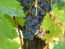 Az. vini paolo de lorenzi di de lorenzi daniela & carlo & co. sas - Enoteche e vendita vini,Vini e spumanti - produzione e ingrosso - Pravisdomini (Pordenone)