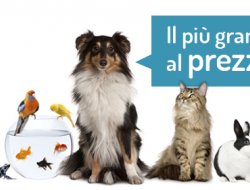 Giglioli ugo - Animali domestici - alimenti ed articoli - Livorno (Livorno)