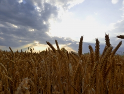 Azienda agraria i segarelli - Alimenti regionali e tipici - Perugia (Perugia)