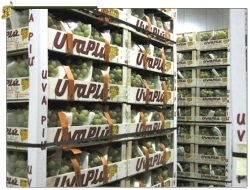 Di stefano carmelo e c. s.n.c. - Azienda agricola - Mazzarrone (Catania)