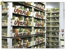 Di stefano carmelo e c. s.n.c. - Azienda agricola - Mazzarrone (Catania)