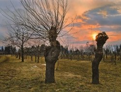 Ossi agricoltura di ossi matteo - Agricoltura - attrezzi, prodotti e forniture - Vittorio Veneto (Treviso)