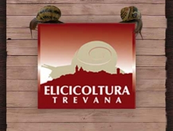 Elicicoltura trevana - Agricoltura - attrezzi, prodotti e forniture - Trevi (Perugia)