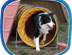 Addestramento cani kirbi - Animali domestici - allevamento ed addestramento - Mele (Genova)