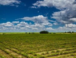 Confagricoltura vibo valentia - Aziende agricole e zootecniche - Vibo Valentia (Vibo Valentia)