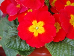 Brunner erwin - Vivai piante e fiori - Villabassa - Niederdorf (Bolzano)
