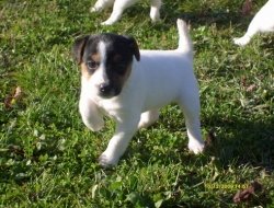 Allevamento jrt di montefiore - Animali domestici - allevamento ed addestramento - Orvieto (Terni)
